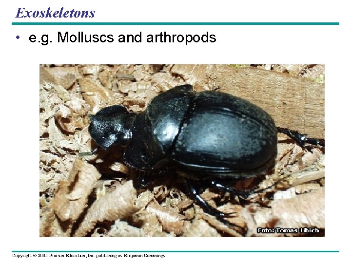 Exoskeletons • e. g. Molluscs and arthropods Copyright © 2005 Pearson Education, Inc. publishing