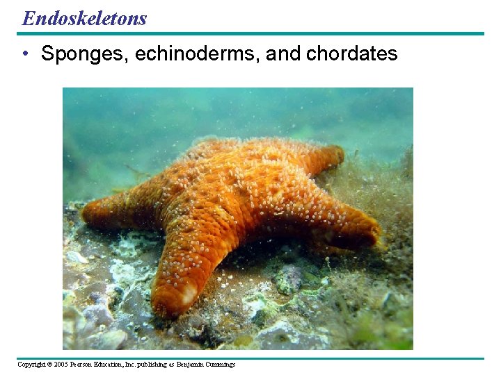 Endoskeletons • Sponges, echinoderms, and chordates Copyright © 2005 Pearson Education, Inc. publishing as