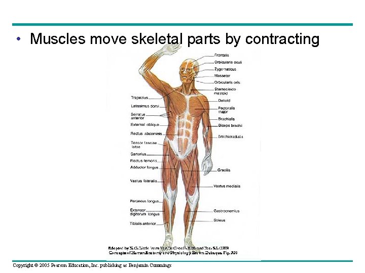  • Muscles move skeletal parts by contracting Copyright © 2005 Pearson Education, Inc.