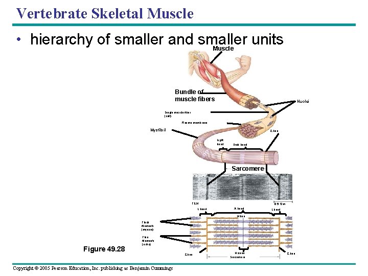 Vertebrate Skeletal Muscle • hierarchy of smaller and smaller units Muscle Bundle of muscle