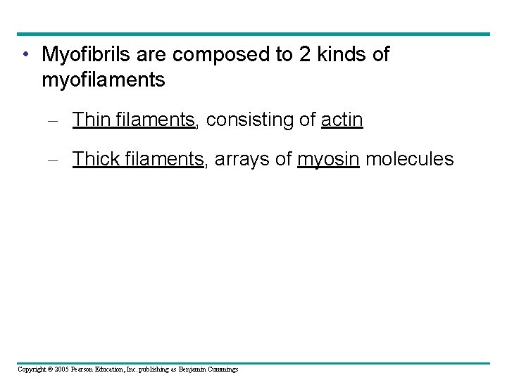  • Myofibrils are composed to 2 kinds of myofilaments – Thin filaments, consisting