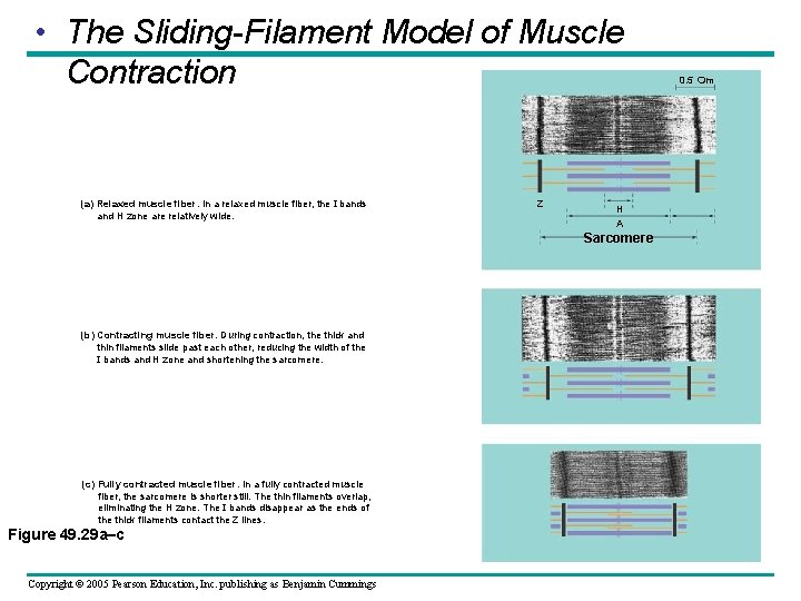  • The Sliding-Filament Model of Muscle Contraction (a) Relaxed muscle fiber. In a