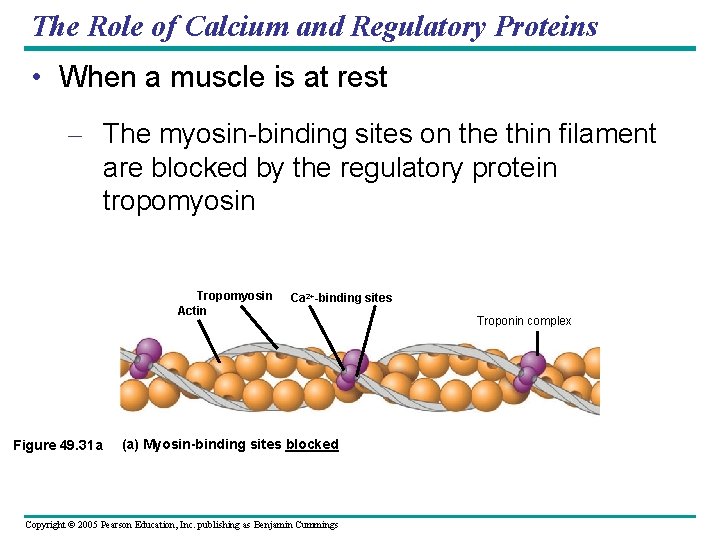 The Role of Calcium and Regulatory Proteins • When a muscle is at rest