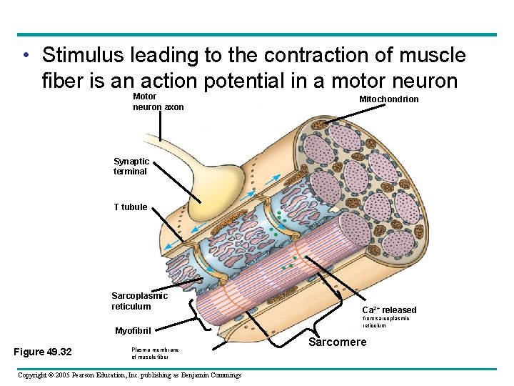  • Stimulus leading to the contraction of muscle fiber is an action potential