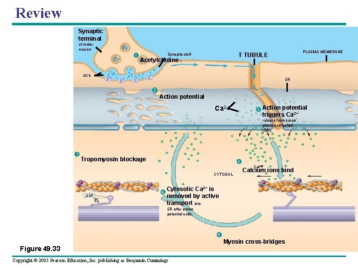 Review Synaptic terminal of motor neuron 1 PLASMA MEMBRANE T TUBULE Synaptic cleft Acetylcholine