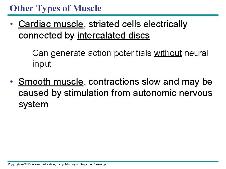 Other Types of Muscle • Cardiac muscle, striated cells electrically connected by intercalated discs