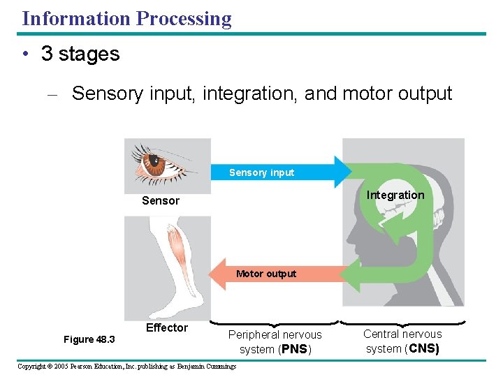 Information Processing • 3 stages – Sensory input, integration, and motor output Sensory input