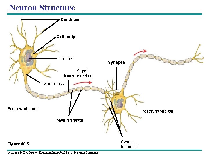 Neuron Structure Dendrites Cell body Nucleus Synapse Signal Axon direction Axon hillock Presynaptic cell