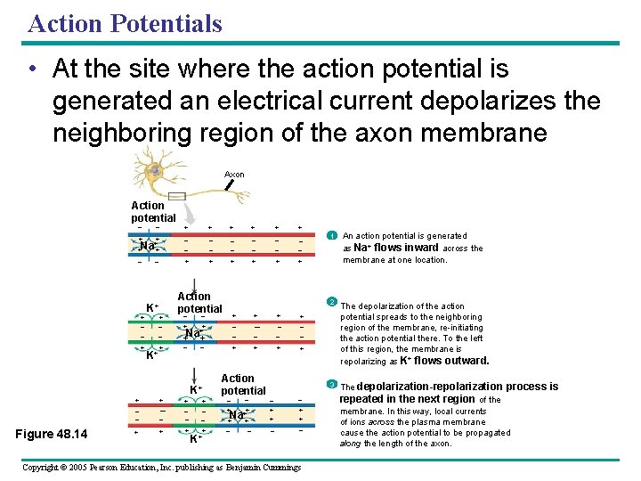 Action Potentials • At the site where the action potential is generated an electrical