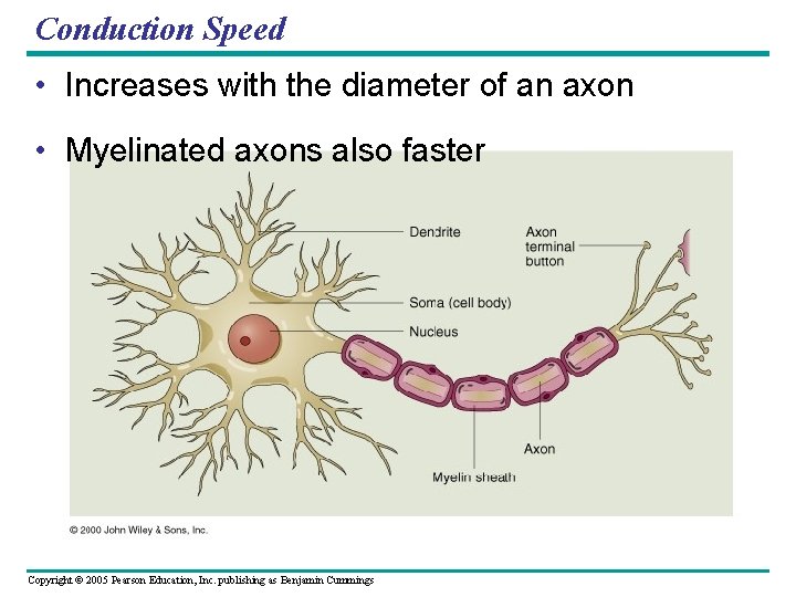 Conduction Speed • Increases with the diameter of an axon • Myelinated axons also