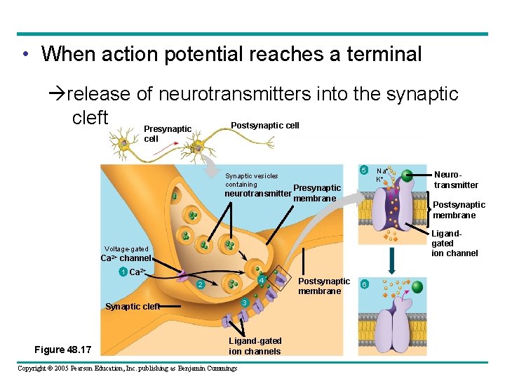  • When action potential reaches a terminal release of neurotransmitters into the synaptic