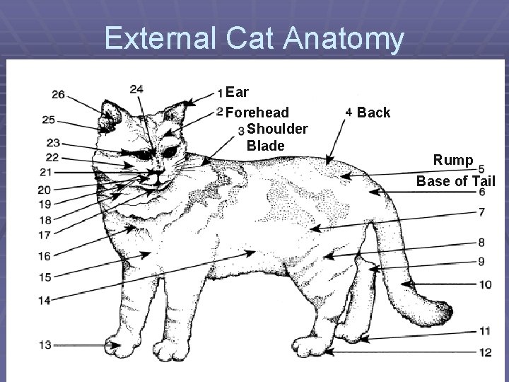 External Cat Anatomy Ear Forehead Shoulder Blade Back Rump Base of Tail 