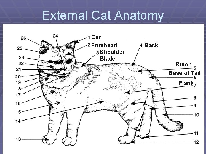 External Cat Anatomy Ear Forehead Shoulder Blade Back Rump Base of Tail Flank 