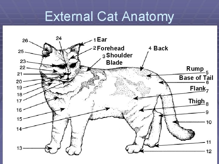 External Cat Anatomy Ear Forehead Shoulder Blade Back Rump Base of Tail Flank Thigh