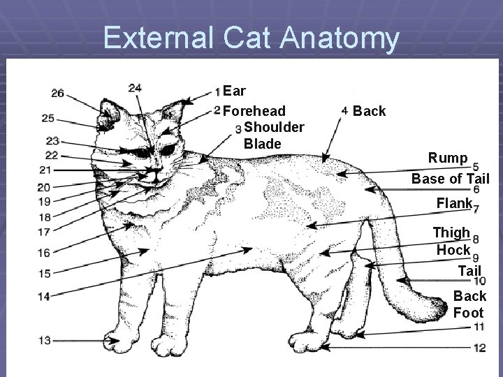 External Cat Anatomy Ear Forehead Shoulder Blade Back Rump Base of Tail Flank Thigh