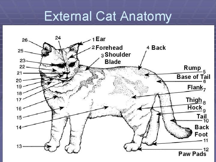 External Cat Anatomy Ear Forehead Shoulder Blade Back Rump Base of Tail Flank Thigh