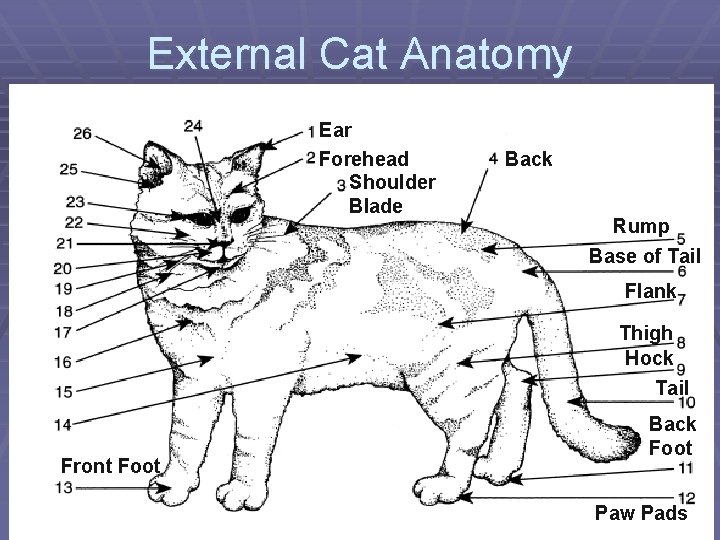 External Cat Anatomy Ear Forehead Shoulder Blade Back Rump Base of Tail Flank Thigh