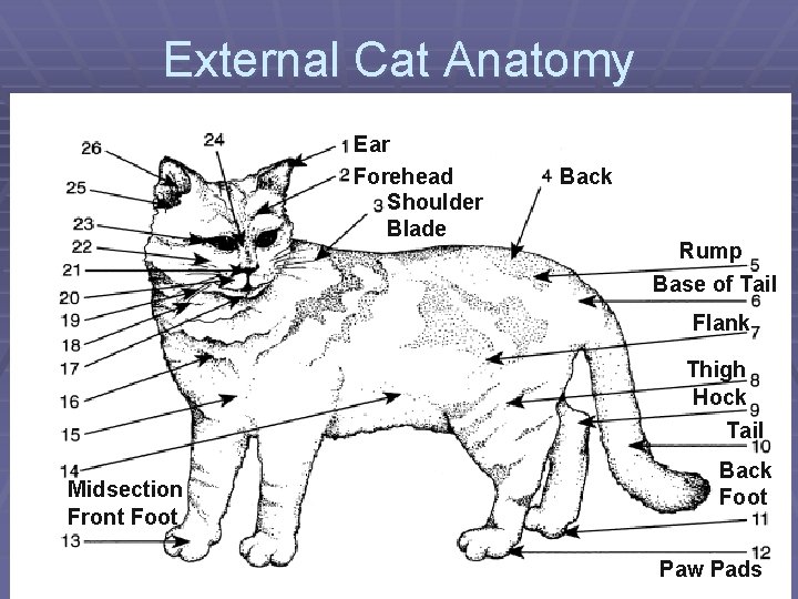 External Cat Anatomy Ear Forehead Shoulder Blade Back Rump Base of Tail Flank Thigh