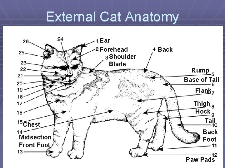 External Cat Anatomy Ear Forehead Shoulder Blade Back Rump Base of Tail Flank Chest