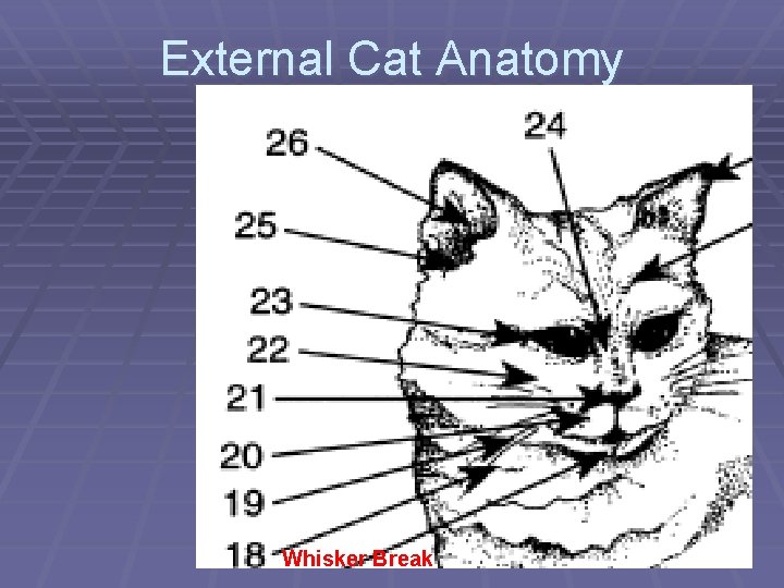 External Cat Anatomy Whisker Break 