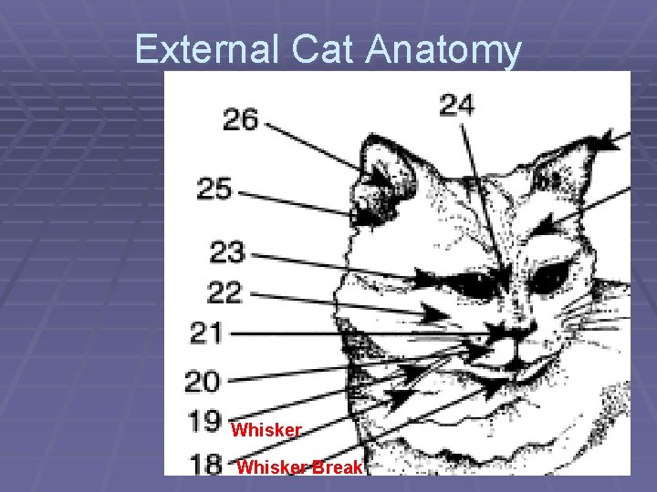 External Cat Anatomy Whisker Break 