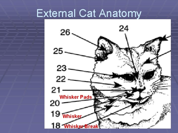 External Cat Anatomy Whisker Pads Whisker Break 