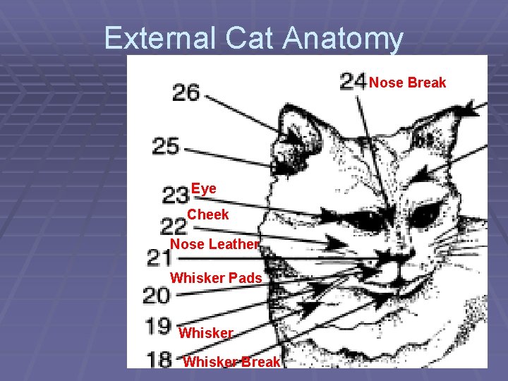 External Cat Anatomy Nose Break Eye Cheek Nose Leather Whisker Pads Whisker Break 