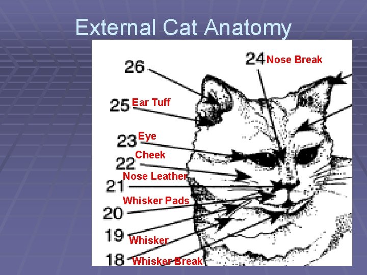 External Cat Anatomy Nose Break Ear Tuff Eye Cheek Nose Leather Whisker Pads Whisker