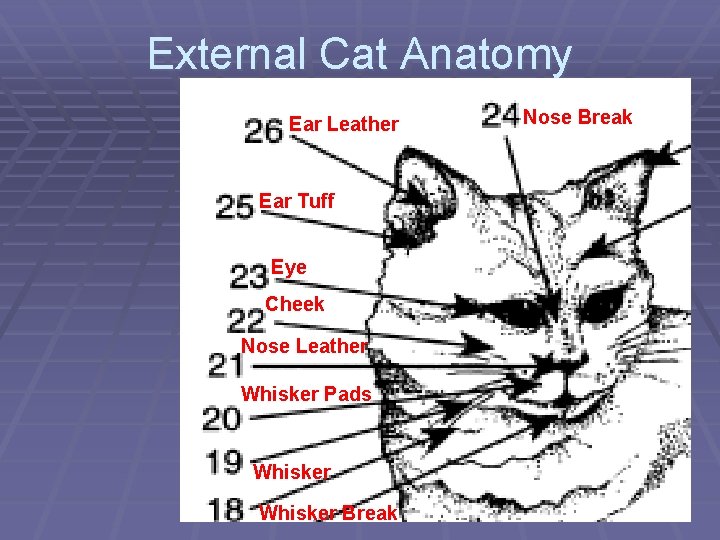 External Cat Anatomy Ear Leather Ear Tuff Eye Cheek Nose Leather Whisker Pads Whisker