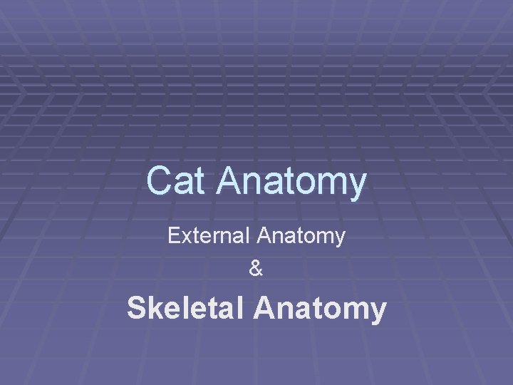 Cat Anatomy External Anatomy & Skeletal Anatomy 