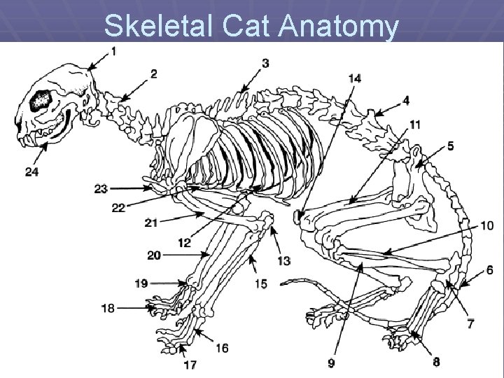 Skeletal Cat Anatomy 