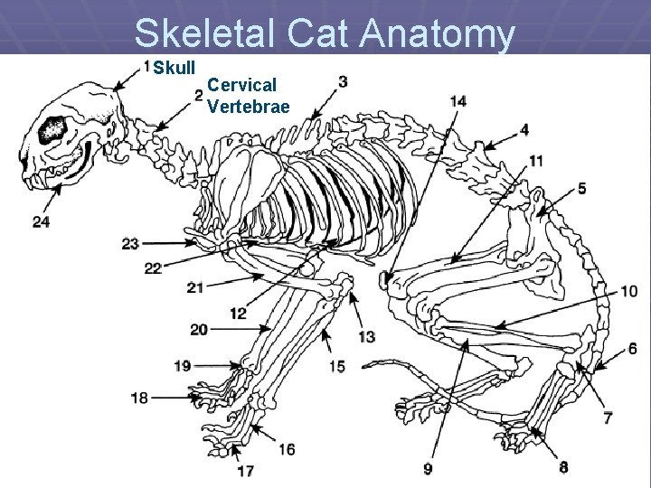 Skeletal Cat Anatomy Skull Cervical Vertebrae 