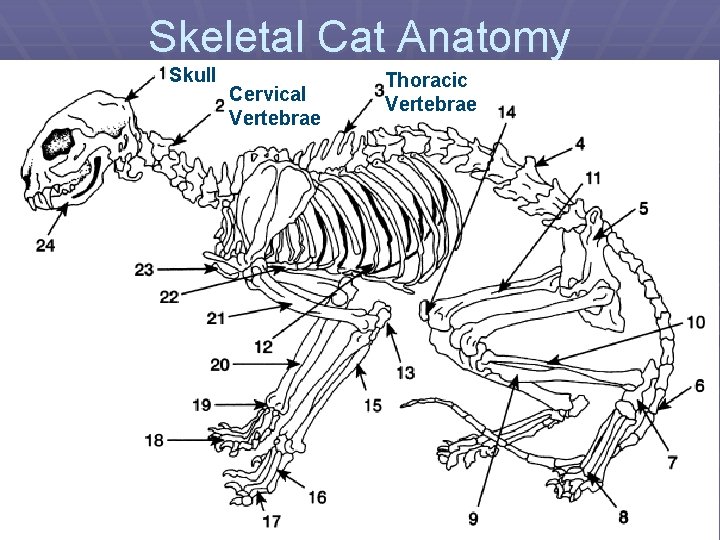 Skeletal Cat Anatomy Skull Cervical Vertebrae Thoracic Vertebrae 