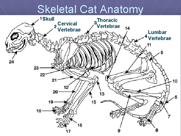 Skeletal Cat Anatomy Skull Cervical Vertebrae Thoracic Vertebrae Lumbar Vertebrae 