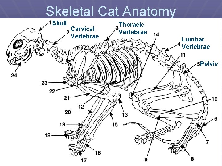 Skeletal Cat Anatomy Skull Cervical Vertebrae Thoracic Vertebrae Lumbar Vertebrae Pelvis 