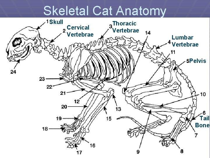 Skeletal Cat Anatomy Skull Cervical Vertebrae Thoracic Vertebrae Lumbar Vertebrae Pelvis Tail Bone 