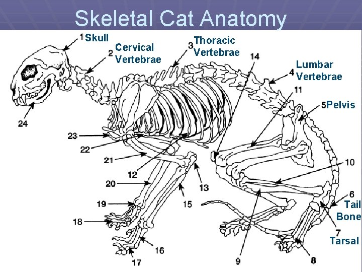 Skeletal Cat Anatomy Skull Cervical Vertebrae Thoracic Vertebrae Lumbar Vertebrae Pelvis Tail Bone Tarsal