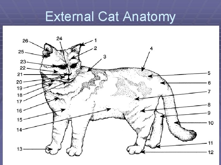 External Cat Anatomy 
