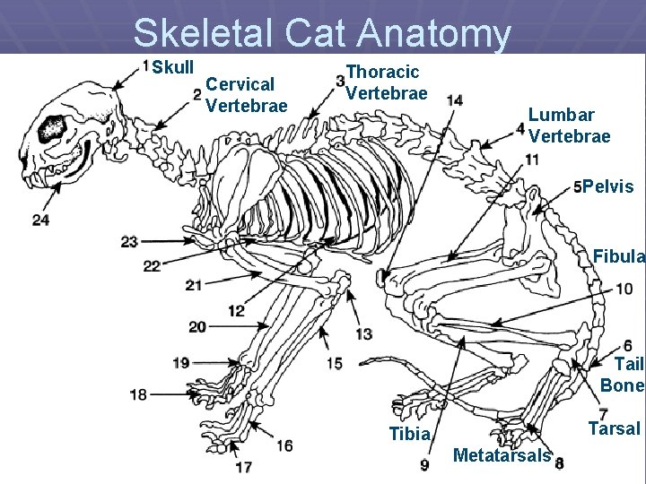 Skeletal Cat Anatomy Skull Cervical Vertebrae Thoracic Vertebrae Lumbar Vertebrae Pelvis Fibula Tail Bone