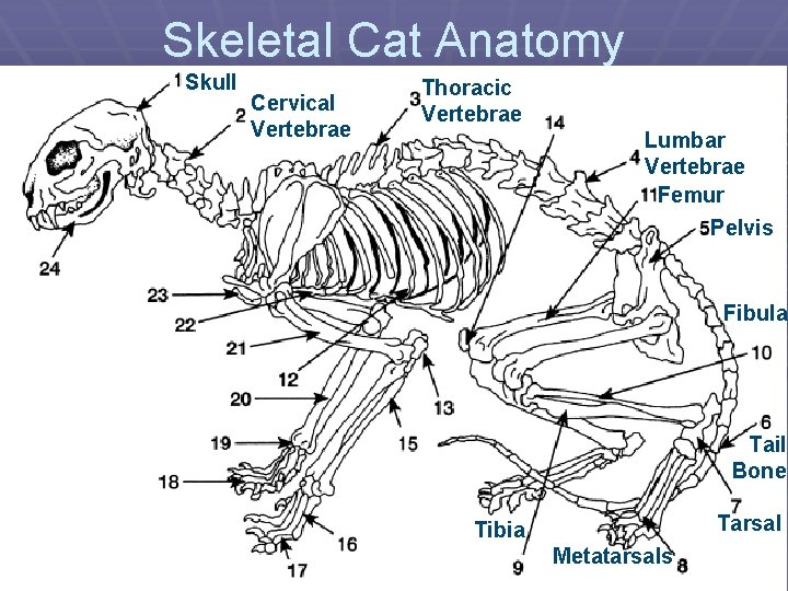 Skeletal Cat Anatomy Skull Cervical Vertebrae Thoracic Vertebrae Lumbar Vertebrae Femur Pelvis Fibula Tail