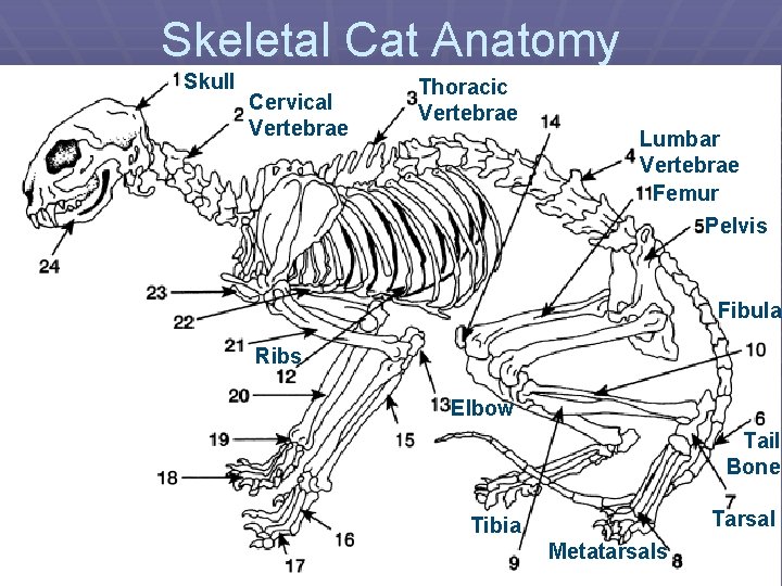 Skeletal Cat Anatomy Skull Cervical Vertebrae Thoracic Vertebrae Lumbar Vertebrae Femur Pelvis Fibula Ribs