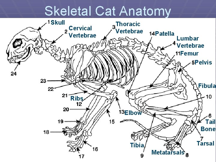 Skeletal Cat Anatomy Skull Cervical Vertebrae Thoracic Vertebrae Patella Lumbar Vertebrae Femur Pelvis Fibula