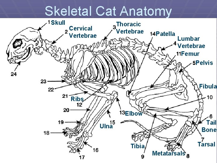 Skeletal Cat Anatomy Skull Thoracic Vertebrae Cervical Vertebrae Patella Lumbar Vertebrae Femur Pelvis Fibula