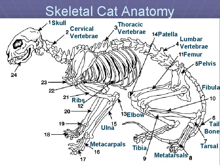 Skeletal Cat Anatomy Skull Thoracic Vertebrae Cervical Vertebrae Patella Lumbar Vertebrae Femur Pelvis Fibula