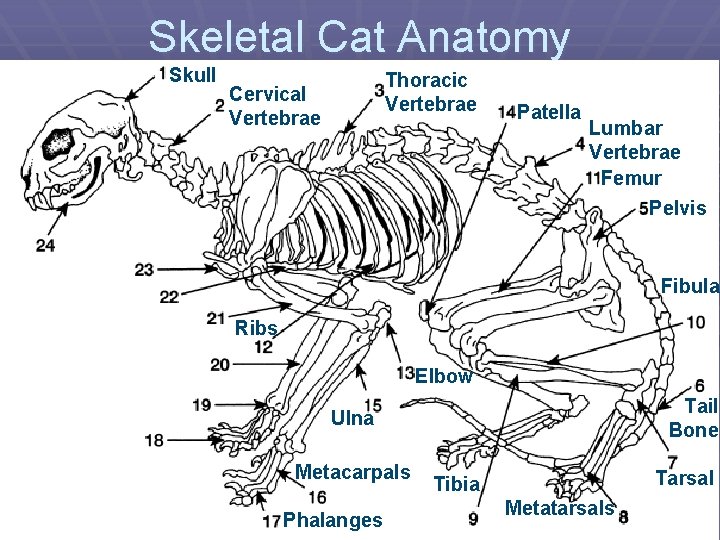 Skeletal Cat Anatomy Skull Thoracic Vertebrae Cervical Vertebrae Patella Lumbar Vertebrae Femur Pelvis Fibula