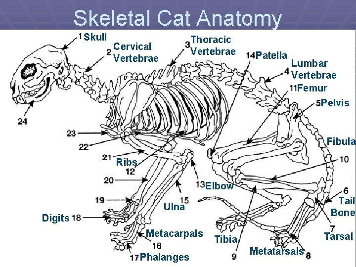 Skeletal Cat Anatomy Skull Thoracic Vertebrae Cervical Vertebrae Patella Lumbar Vertebrae Femur Pelvis Fibula