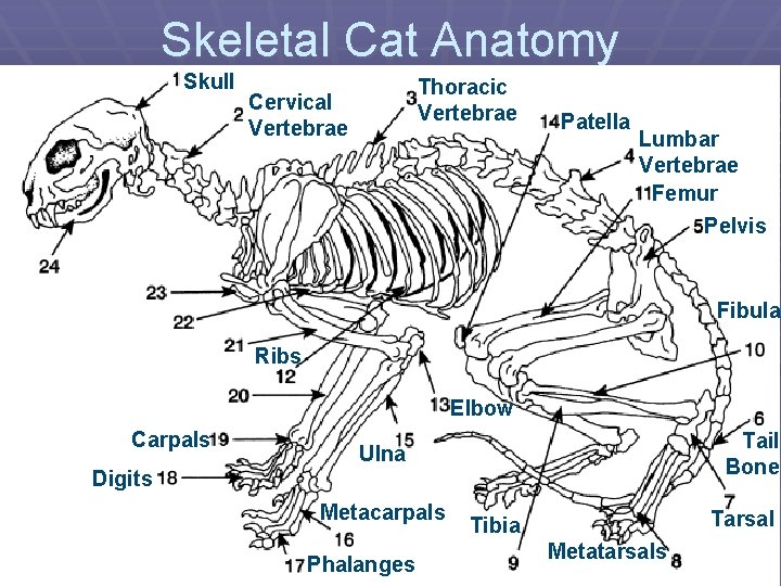 Skeletal Cat Anatomy Skull Thoracic Vertebrae Cervical Vertebrae Patella Lumbar Vertebrae Femur Pelvis Fibula