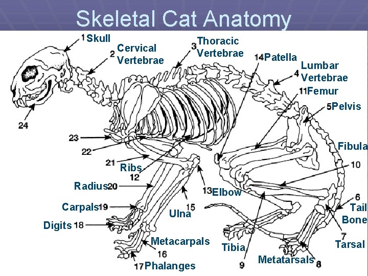 Skeletal Cat Anatomy Skull Thoracic Vertebrae Cervical Vertebrae Patella Lumbar Vertebrae Femur Pelvis Fibula