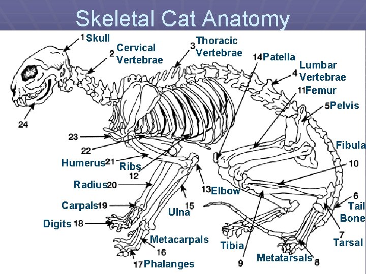 Skeletal Cat Anatomy Skull Thoracic Vertebrae Cervical Vertebrae Patella Lumbar Vertebrae Femur Pelvis Fibula
