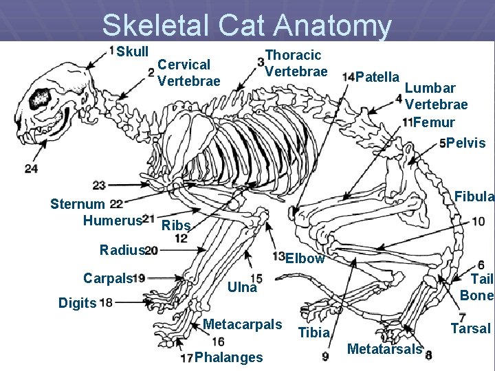 Skeletal Cat Anatomy Skull Sternum Humerus Thoracic Vertebrae Cervical Vertebrae Lumbar Vertebrae Femur Pelvis